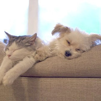 cute cat and puppy sleeping on sofa cushions